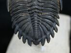 Flying Hollardops Trilobite - Beautiful Prep Work #1540-3